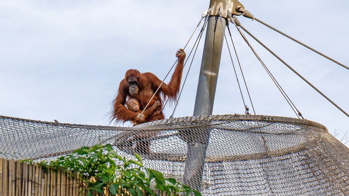 Orangutani na svobodě! V pražské zoo se podařilo prchnout čtyřem jedincům